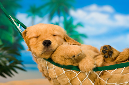 "Dog days of summer" Golden Retriever puppy