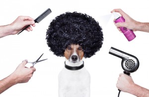 http://www.dreamstime.com/stock-images-hairdresser-scissors-comb-dog-spray-image27446044