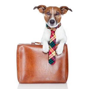 http://www.dreamstime.com/royalty-free-stock-photos-business-dog-image24653028