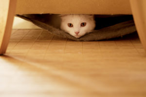 http://www.dreamstime.com/royalty-free-stock-photo-cat-hiding-white-persian-inside-sofa-image32972355