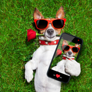 http://www.dreamstime.com/royalty-free-stock-image-valentines-dog-red-rose-his-mouth-taking-selfie-image41924426